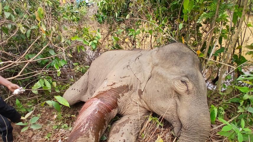 elephant_2.jpg