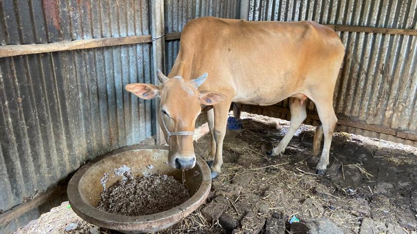 cow feed