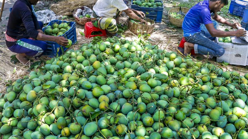 mango export from Bangladesh