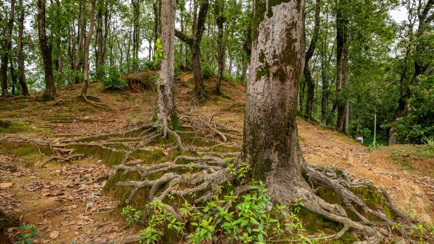 nature_5_mymensingh_the_daily_star.jpg