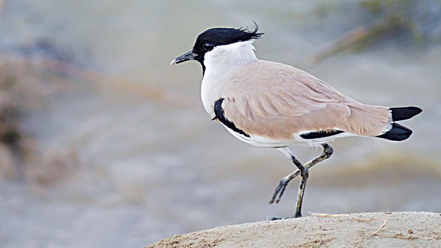 bird9.jpg
