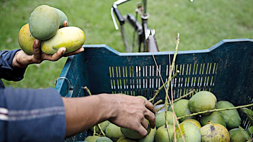 mango.jpg