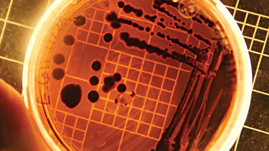 ecoli.jpg