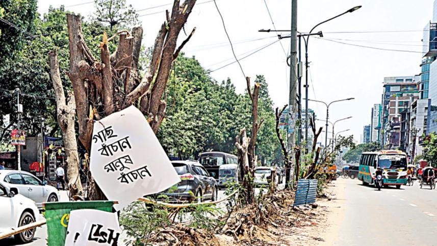 tree plantation policy in Bangladesh