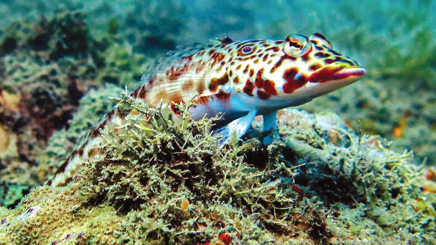 coral-hawkfish.jpg