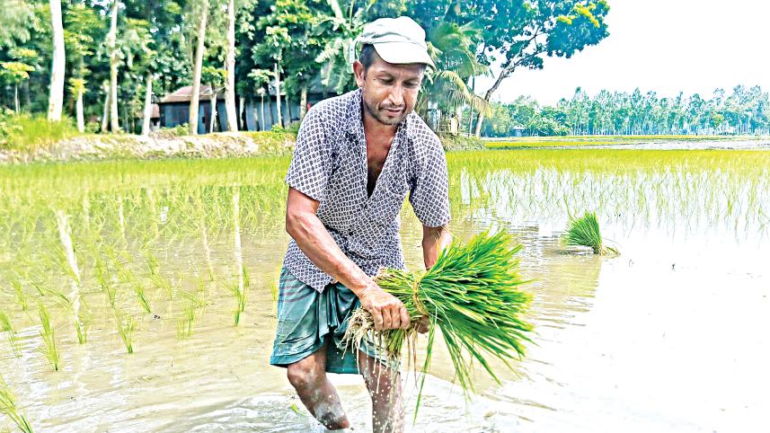 rice-cultivation.jpg