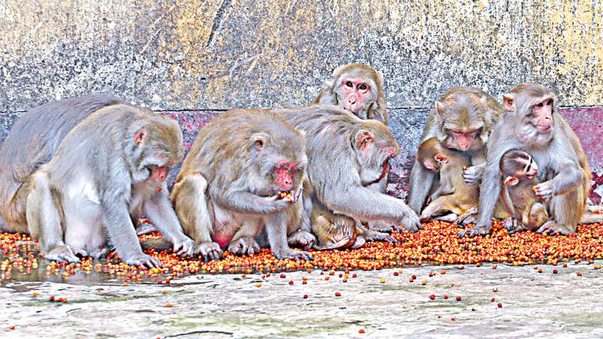 monkey.jpg