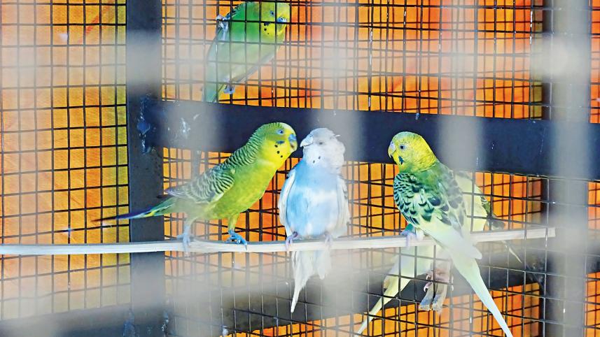 birds.jpg