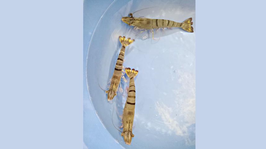 shrimp1.jpg