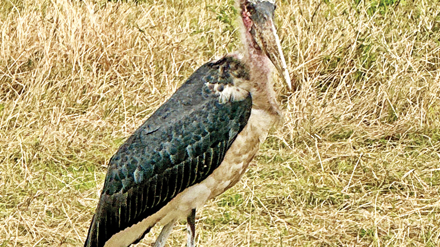 maasai-mara5.jpg