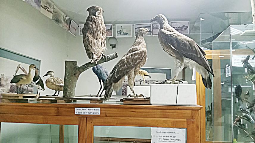 Jamuna Bridge Regional Museum taxidermy collection