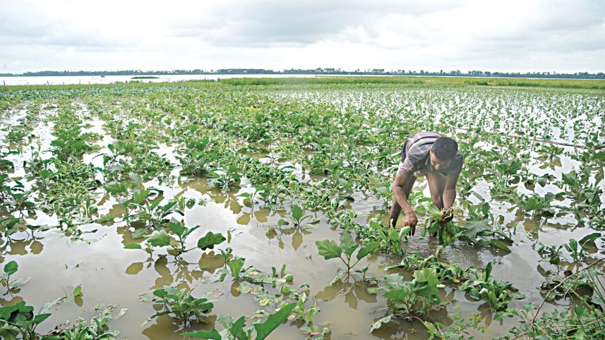 northern-crops-1.jpg