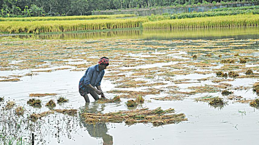 northern-crops-2.jpg
