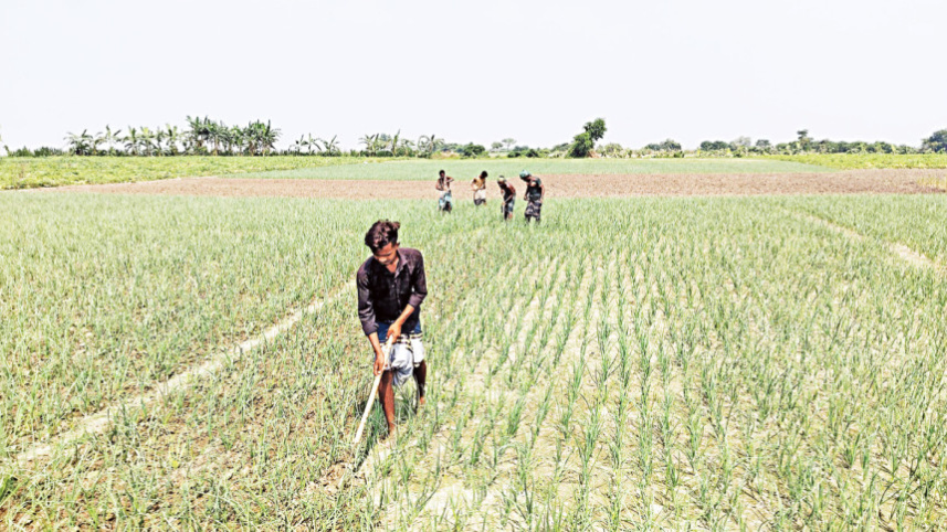 onion-farmers-new.jpg