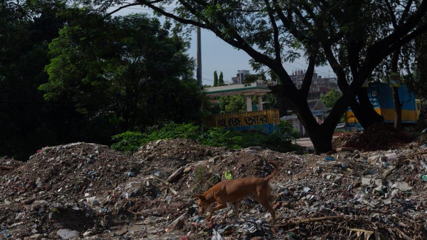 Do we care about animal cruelty? Bangladesh’s disturbing reality