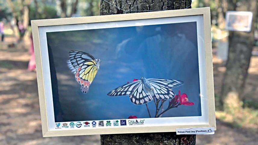 butterfly-fair-ju-02.jpg