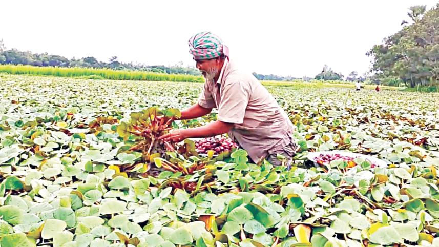 water-chestnut-cultivation-01.jpg