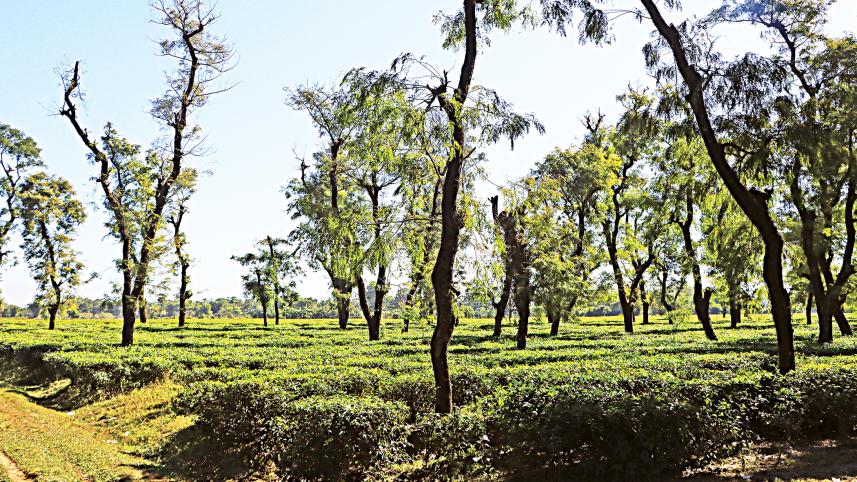 jaflong9.jpg