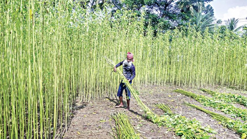 jute seeds Bangladesh