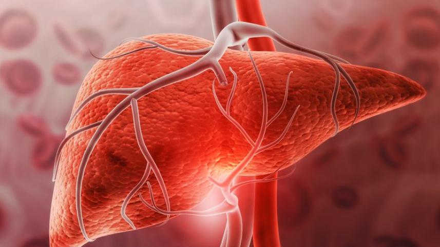 liver-transplant-immune-cells-800-x-560-m.jpg