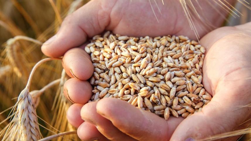 Food grain.jpg
