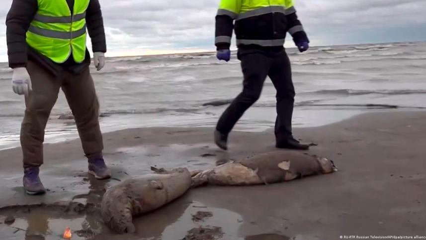 Seals death.jpg