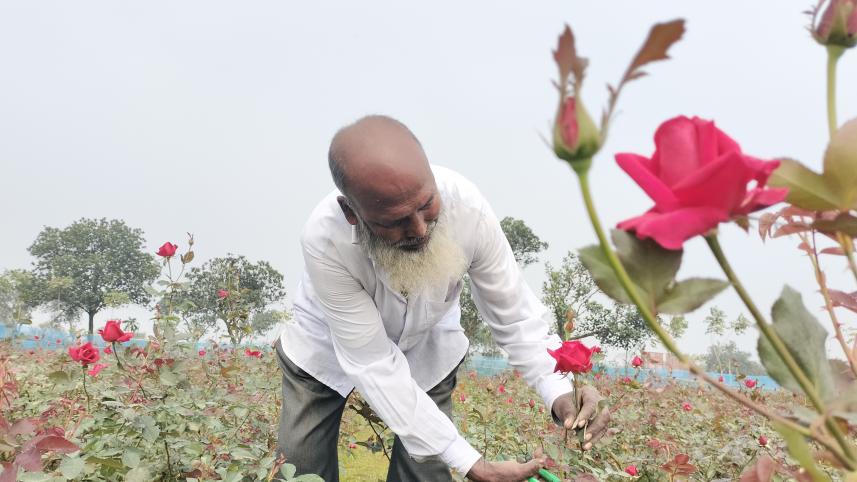 Rose growers passing good time as rose price high_9311.jpg