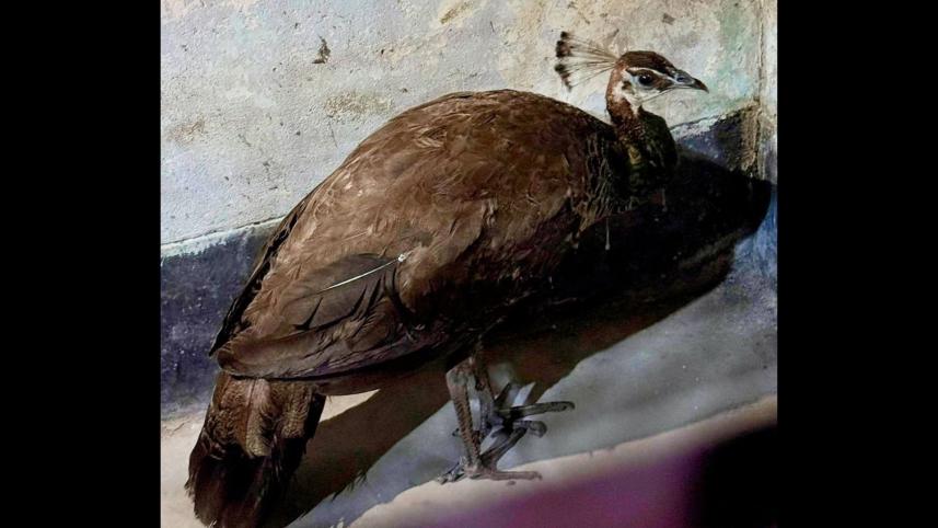 peahen.jpg