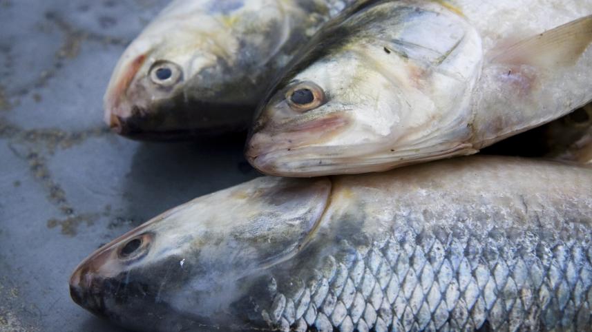 My Dhaka Hilsa.jpg