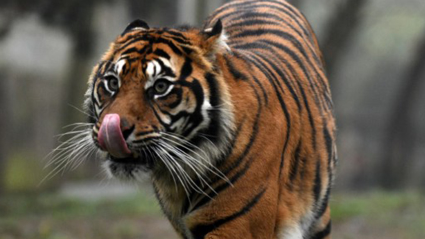 TigerWB.jpg