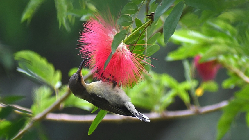 2._purple_sunbird.jpg
