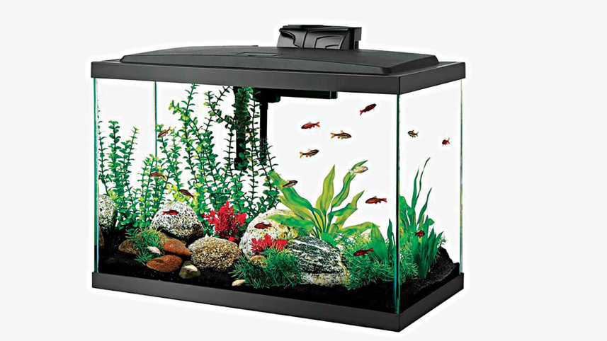 fish1.jpg