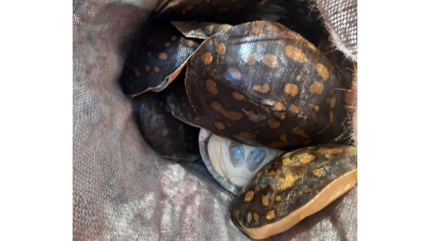 turtle-2nd.jpg