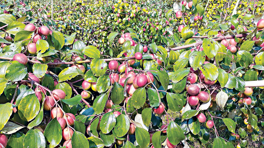 orchard-2.jpg