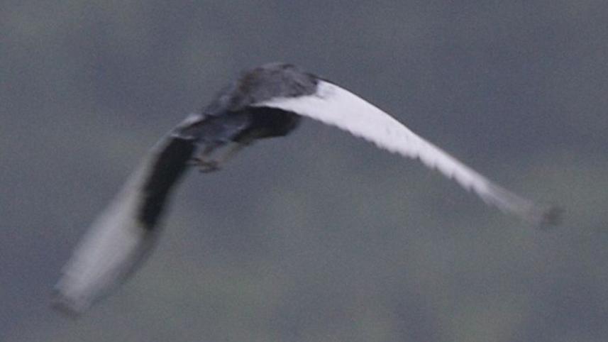 750px-Bengal_Florican_(Houbaropsis_bengalensis)_2470563799.jpg