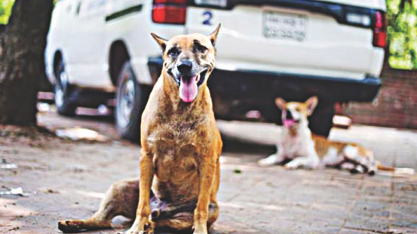 A dog sees Dhaka
