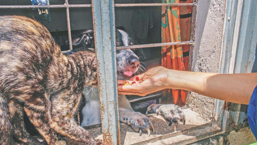 animal_pharmacy_2.jpg