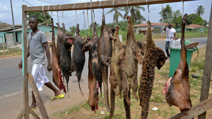 Animals2_AFP.jpg