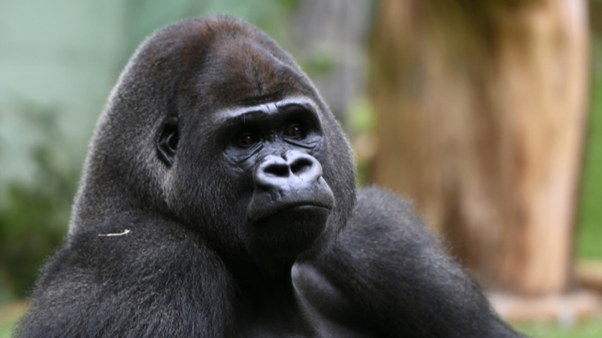 animals3_AFP.jpg