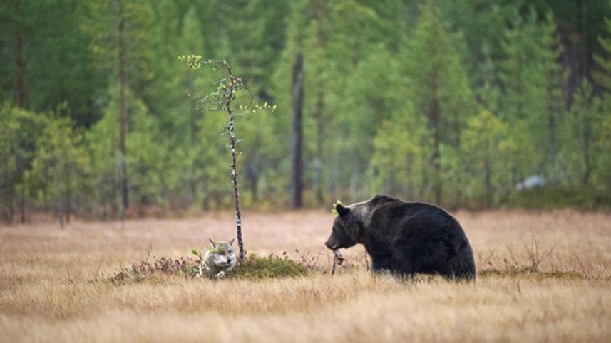 bear-wolf-4-WEB.jpg