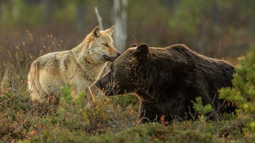 bear-wolf-5-WEB.jpg
