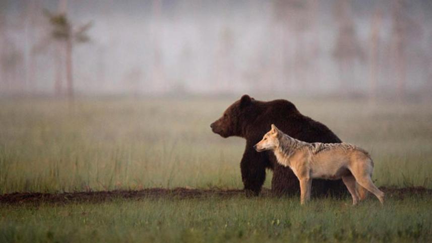 bear-wolf-WEB.jpg