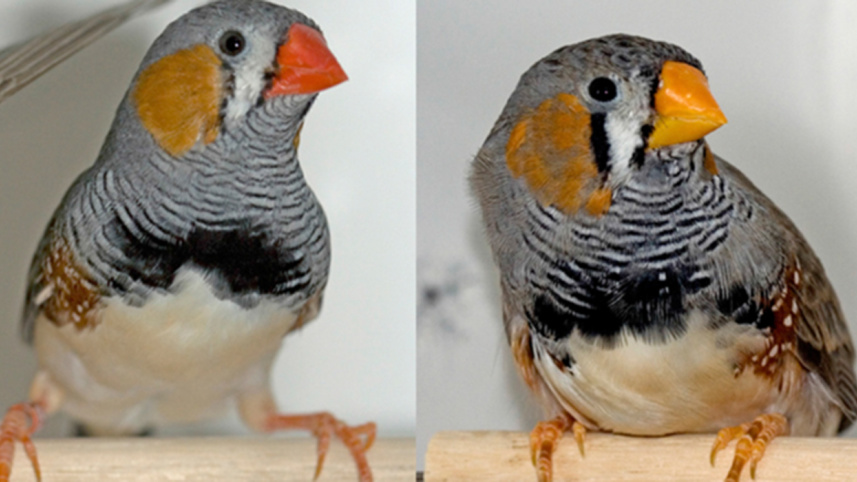Birds-3-web.jpg