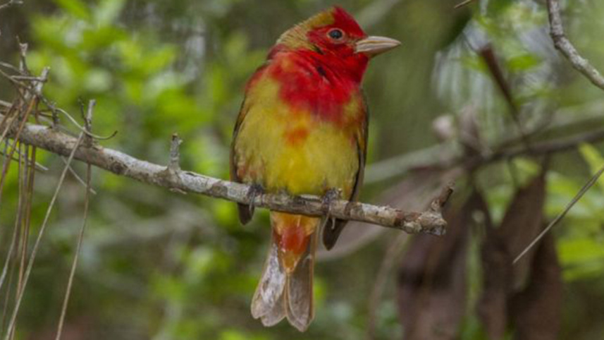 Birds-4-web.jpg