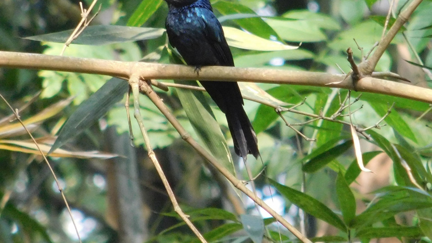 bogura-bird.jpg