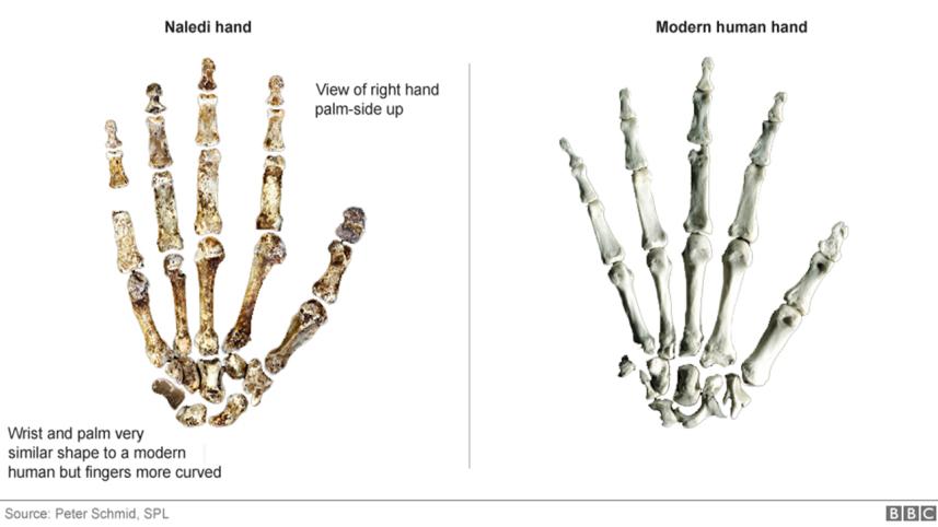 bones 4.jpg