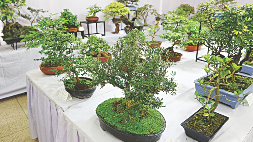 bonsai1.jpg