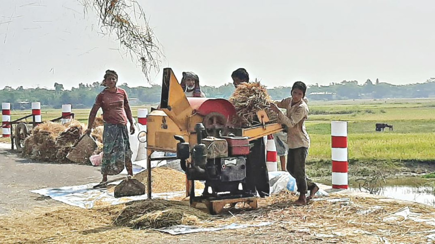 boro_harvest_1_0.jpg