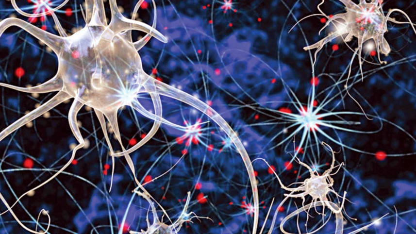 Brain Function
