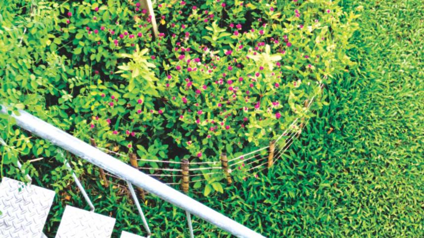 build_your_own_little_jungle4.jpg